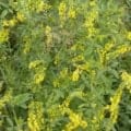 Melilotus officinalis with bright yellow flowers and green foliage.