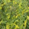 Melilotus officinalis with bright yellow flowers and green foliage.