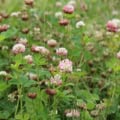 Healthy Alsike Clover in bloom, ideal for forage and soil enrichment.