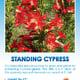 Standing Cypress