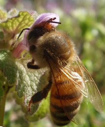 Virginia Bee Pollen 3 0z