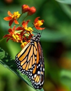 Photo of a Monarch butterfly on a Milkweed blossom.