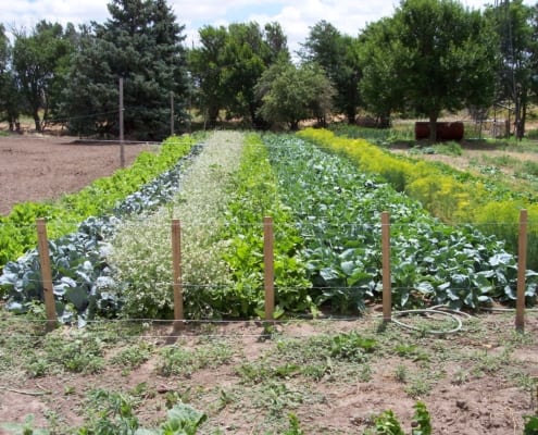 Plan your vegetable garden. Rows of Vegetables in a Garden.