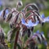 Bumblebee tomato plant with blue flowers and fuzzy stems in a garden setting.