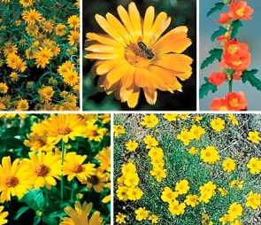 Montage of yellow and orange flowers for the 'sale' catagory selection.
