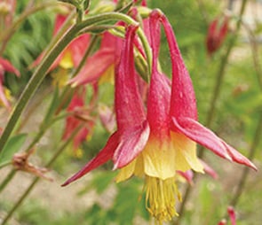 Nodding red and yellow columbine flower for the 'red' catagory selection.