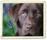 </p>
<p style="text-align: center;">Kona</p>
<p>