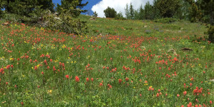 Mountain meadow with red Indian Paintbrush flowers.