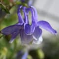 Close-up of Dwarf Columbine (Aquilegia vulgaris) flower in bloom.