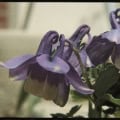 Dwarf garden columbine with purple and cream bell-shaped flowers. Perfect for small garden spaces an.