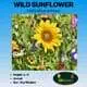 Bright yellow wild sunflower in a colorful meadow with purple and white flowers.