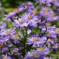 Beautiful purple Smooth Aster flowers in full bloom, vibrant and lush.