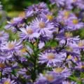 Beautiful purple Smooth Aster flowers in full bloom, vibrant and lush.