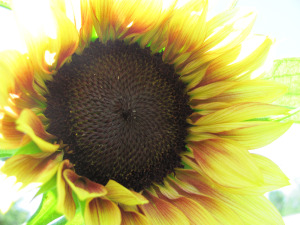 Sunflower photo courtesy of Christy Short.