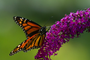 monarchs2