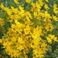 Bright yellow flowers of Engleman Daisy.