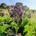 Milkweed flower cluster with purple blooms in natural habitat.