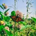 Milkweed plant with Monarch butterfly feeding on pinkish flower cluster.