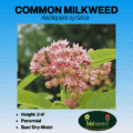 common milkweed