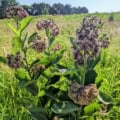 Common milkweed plant with clusters of pinkish-purple flowers in a sunny field.