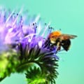 Bee pollinating purple Phacelia Lacy flower in garden.