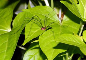 Beneficial Insects - Daddy Longlegs