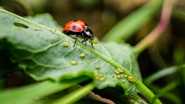 Beneficial Insects - Ladybug feeding on aphid