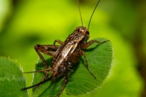 Beneficial Insects - Crickets