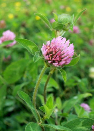 Photo of a blossom on Red Clover.
