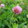 Red Clover Lawn Alternative