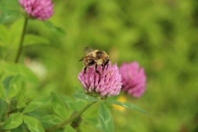 Picture of a bumble bee on red clover.