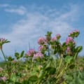 Red clover flowers in a lush field under a blue sky, ideal for organic farming and bee-friendly gard.