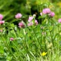 Bright pink red clover flowers in a lush green field for forage and bee pollination.