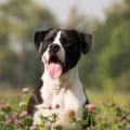 Dog in a field of blooming red clover flowers, vibrant and lush, with a natural outdoor background.