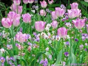 Tulips and Pansies