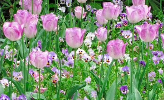 Tulips and Pansies