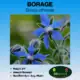 Borage tag