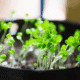 How to Grow Watercress Indoors