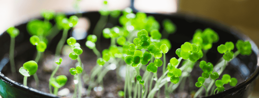 How to Grow Watercress Indoors