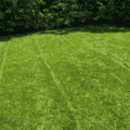Lush green Dura-Turf Plus grass lawn with fresh, healthy turf.