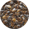 Close-up photo of Blue Flax seeds.