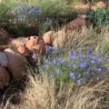 Blue Flax flowers blooming among rocks and grasses in a natural garden setting.