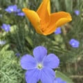Blue Flax and california poppy