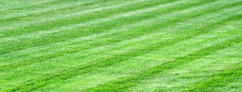 Photo of a nicely mowed green lawn.