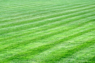 Photo of a nicely mowed green lawn.