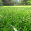 Healthy Colorado Supreme Turf Grass Mix in a vibrant green lawn.