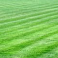 Premium Colorado turf grass mix for durable, vibrant lawns. Perfect for residential and commercial l.