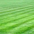Premium Colorado turf grass mix for durable, vibrant lawns. Perfect for residential and commercial l.