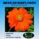 Mexican Sunflower