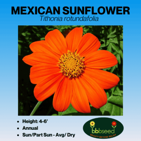 Mexican Sunflower